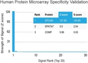 EpCAM Antibody Protein Microarray Validation. Analysis of a HuProt(TM) protein microarray containing more than 19,000 full-length human proteins using EpCAM Antibody / Epithelial Cell Marker Antibody (clone EGP40/1372) demonstrates exceptional target specificity for Epithelial Cell Adhesion Molecule (EPCAM/CD326). EPCAM was identified as the top-ranked target with a Z-score of 127.85 and an S-score of 124.85, substantially exceeding all other proteins present on the array. The large separation between EPCAM and the next highest-ranking proteins indicates highly specific target recognition with minimal off-target binding. These results support the utility of clone EGP40/1372 for applications requiring high specificity, including immunohistochemistry, immunofluorescence, western blotting, and flow cytometry. The data demonstrate the foremost specificity of the EGP40/1372 monoclonal antibody for EPCAM.<BR>Z- and S-score: The Z-score represents the strength of the signal generated when an antibody, in combination with a fluorescently labeled secondary antibody, binds to a specific protein on the HuProt(TM) array. Z-scores are expressed as standard deviations above the mean signal intensity of all proteins on the array. The S-score is the difference between the Z-scores of consecutive ranked targets and represents the relative specificity of the antibody for its intended target. An S-score of 2.5 or greater is generally considered indicative of target-specific antibody binding.
