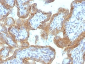 MAML2 Antibody Human Placenta IHC. Immunohistochemistry testing of FFPE human placental tissue with MAML2 antibody (clone MAML2/1302). Staining of FFPE tissue requires boiling sections in 10mM Tris with 1mM EDTA, pH9, for 10-20 min followed by cooling at RT for 20 min.