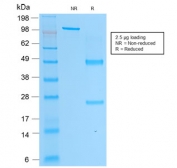 SDS-PAGE analysis of purified, BSA-free PSAP Antibody Recombinant Mouse MAb rACPP/1338 as confirmation of integrity and purity.