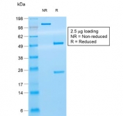 SDS-PAGE Analysis of Purified, BSA-Free CD8A Antibody (clone C8/468). Confirmation of Integrity and Purity of the Antibody.