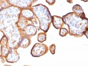 Thrombomodulin Antibody / Endothelial Cell Marker. Immunohistochemistry analysis of Thrombomodulin / THBD expression in human placenta using clone rTHBD/1591. FFPE placental tissue shows membranous HRP-DAB brown staining in trophoblastic cells with additional endothelial cell staining highlighting placental vascular structures. Antigen retrieval was performed by boiling sections in 10mM Tris buffer with 1mM EDTA, pH 9, for 10-20 minutes followed by cooling at room temperature.
