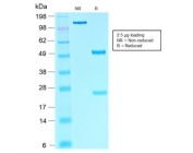 SDS-PAGE analysis of purified, BSA-free SRY-box 10/SOX10 antibody (clone rSOX10/1074) as confirmation of integrity and purity.