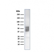 Western blot testing of human COLO-38 cell lysate with SRY-box 10/SOX10 antibody (clone rSOX10/1074). Expected molecular weight: 50-58 kDa.
