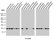 Ferritin Light Chain Antibody for WB Multi-Species. Western blot analysis of human, mouse, rat, hamster, guinea pig, and rabbit liver, kidney, and spleen tissue lysates using Ferritin Light Chain Antibody detects prominent bands at approximately 20-24 kDa across most tested species and tissue samples, consistent with ferritin light chain / FTL. This FTL western blot antibody demonstrates broad cross-species reactivity supporting the conserved role of ferritin light chain in iron sequestration, ferritin complex assembly, oxidative stress response, and maintenance of cellular iron homeostasis in metabolically active tissues.