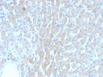 HSP60 Antibody / Heat Shock Protein 60 Antibody in Human Liver IHC. Immunohistochemistry staining of FFPE human liver tissue with HSP60 Antibody clone rGROEL/780 shows granular cytoplasmic staining of hepatocytes, consistent with the mitochondrial localization of HSP60. Heat-induced epitope retrieval was performed by boiling sections in 10 mM citrate buffer, pH 6, for 10-20 min followed by cooling at RT for 20 min.