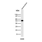 Recombinant Human IgG Antibody rIG266 Human Serum WB. Western blot analysis was performed using Recombinant Human IgG Antibody rIG266 on human serum lysate. A distinct immunoreactive band is detected at approximately 50â55 kDa, consistent with the expected molecular weight of the human IgG heavy chain. The blot exhibits a strong, specific signal with minimal background, supporting reliable detection of endogenous human IgG in serum samples. These results demonstrate that Recombinant Human IgG Antibody rIG266 is suitable for Western blot detection of human IgG in serum.