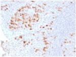 IHC testing of FFPE human tonsil tissue with recombinant Kappa antibody (clone KLC2289R). Required HIER: boil tissue sections in pH 9 10mM Tris with 1mM EDTA for 10-20 min followed by cooling at RT for 20 min.
