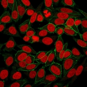 Beta-Catenin Antibody HeLa Cell IF. Immunofluorescence analysis of PFA-fixed human HeLa cells using Beta-Catenin Antibody (clone CTNNB1/2030R) shows prominent membranous and cytoplasmic green fluorescence consistent with CTNNB1 / Catenin beta-1 localization at cell-cell junctions, outlining cell borders with additional intracellular signal. Reddot nuclear stain (red) clearly marks nuclei, providing contrast to the peripheral beta-catenin distribution. The observed pattern reflects the role of beta-catenin in adherens junction organization and cytoplasmic signaling pools.