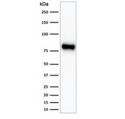 Beta-Catenin Antibody HeLa WB. Western blot analysis of human HeLa cell lysate using Beta-Catenin Antibody (clone CTNNB1/2030R) detects a prominent band at approximately 90-95 kDa, consistent with the predicted molecular weight of Catenin beta-1 / CTNNB1 at ~85 kDa with a modest upward shift commonly observed in SDS-PAGE. This migration difference is consistent with known phosphorylation of beta-catenin, which can alter electrophoretic mobility. The single dominant band supports specific detection of CTNNB1 in HeLa cells.