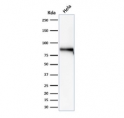 Beta-Catenin Transcriptional Activation Marker HeLa WB. Western blot analysis of human HeLa cell lysate using Beta-Catenin Antibody (clone rCTNNB1/2173) detects a distinct band at approximately 90-95 kDa, consistent with the predicted molecular weight of Catenin beta-1 / CTNNB1 at ~85 kDa with a characteristic upward shift during SDS-PAGE. This migration pattern aligns with phosphorylation-associated mobility changes observed for beta-catenin in signaling-active states. The detected band supports reliable identification of CTNNB1 in cellular contexts associated with Wnt pathway activity.