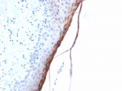 Recombinant FLG Antibody Skin IHC. Immunohistochemistry testing of FFPE human skin with recombinant FLG antibody (clone FLG/1957R). Required HIER: boil tissue sections in 10mM citrate buffer, pH 6, for 10-20 min followed by cooling at RT for 20 min.