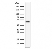 Western blot testing of human HepG2 cell lysate with recombinant Cytokeratin 19 (clone rKRT19/799). Predicted molecular weight ~43 kDa.