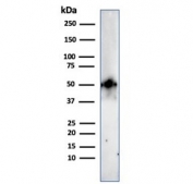FOXA1 Antibody HeLa Cell Western Blot. Western blot analysis of human HeLa cell lysate using FOXA1 Antibody / Developmental Transcription Factor Antibody (clone FOXA1/2230R) demonstrates a distinct band at approximately 49 kDa, consistent with the predicted molecular weight of FOXA1. FOXA1 is a forkhead family transcription factor and pioneer regulator that facilitates chromatin accessibility and controls gene expression programs involved in embryonic development, organogenesis, epithelial differentiation, and tissue-specific cellular identity. Detection of the expected molecular weight band supports expression of FOXA1 and its role as a developmental transcription factor that coordinates lineage-specific transcriptional networks and differentiated cellular phenotypes.