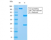 SDS-PAGE analysis of purified, BSA-free recombinant Napsin A antibody (clone NAPSA/1865R) as confirmation of integrity and purity.