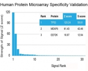 TP53 Antibody N-Terminus / p53 N-Terminal Antibody (clone rBP53-12). Protein microarray specificity validation using a HuProt(TM) human protein array containing more than 19,000 full-length human proteins demonstrates selective binding of the recombinant monoclonal clone rBP53-12. The ranked signal plot shows TP53 as the top detected target, supporting the specificity of the TP53 Antibody N-Terminus for the p53 protein.<BR>The Z-score represents the strength of antibody binding to each protein target detected using a fluorescently labeled secondary antibody. Z-scores are expressed in standard deviations above the mean signal across the array. Proteins are ranked by descending Z-score, and the S-score represents the difference between adjacent Z-scores in the ranked list. A high S-score indicates strong specificity of the antibody for its intended target relative to other proteins present on the array.