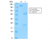SDS-PAGE analysis of purified, BSA-free recombinant Tyrosinase antibody (clone rOCA1/812) as confirmation of integrity and purity.