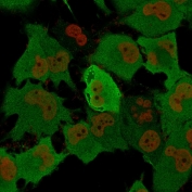 PGP9.5 Antibody for IF. Immunofluorescence analysis in human T98G cells. Permeabilized human T98G cells stained with PGP9.5 Antibody for IF, also known as Neuronal Marker for IF and Ubiquitin C-terminal hydrolase L1 antibody, show strong cytoplasmic fluorescence (green) with diffuse distribution and localized intensity consistent with neuronal marker-associated staining patterns. Nuclear counterstain with Nucspot (red) highlights nuclei. Detection was performed using recombinant mouse monoclonal clone rUCHL1/775, supporting visualization of UCHL1 expression and subcellular localization in human cells.