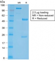 SDS-PAGE analysis of purified, BSA-free CD27 Antibody / Costimulatory Signaling Receptor Antibody (clone LPFS2/2034R) as confirmation of integrity and purity.