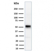 Cyclin E1 Antibody Human Jurkat Cell WB. Western blot analysis of human Jurkat cell lysate using Cyclin E1 Antibody / G1-S Cell Cycle Regulator Antibody demonstrates a prominent immunoreactive band at approximately 50 kDa, consistent with the predicted molecular weight of Cyclin E1 (CCNE1). Cyclin E1 is a key regulator of the G1-S transition that promotes DNA replication and cell cycle progression through formation of active complexes with CDK2. The observed band is consistent with expression of Cyclin E1 in Jurkat cells and supports its established role in regulating cellular proliferation, growth control, and progression through critical cell cycle checkpoints. A faint lower molecular weight band is also present and may represent a degradation product or minor antibody-reactive species.