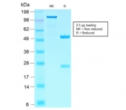 SDS-PAGE analysis of purified, BSA-free SOX10/Melanocytic Lineage antibody (clone SOX10/2311R) as confirmation of integrity and purity.