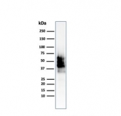 Western blot testing of human COLO-38 cell lysate with SOX10/Melanocytic Lineage antibody (clone SOX10/2311R). Expected molecular weight: 50-58 kDa.