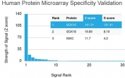Analysis of HuProt(TM) microarray containing more than 19,000 full-length human proteins using SOX10/Melanocytic Lineage antibody. These results demonstrate the foremost specificity of the SOX10/2311R mAb. Z- and S- score: The Z-score represents the strength of a signal that an antibody (in combination with a fluorescently-tagged anti-IgG secondary Ab) produces when binding to a particular protein on the HuProt(TM) array. Z-scores are described in units of standard deviations (SD's) above the mean value of all signals generated on that array. If the targets on the HuProt(TM) are arranged in descending order of the Z-score, the S-score is the difference (also in units of SD's) between the Z-scores. The S-score therefore represents the relative target specificity of an Ab to its intended target.