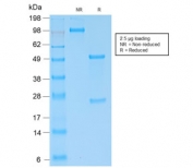 SDS-PAGE analysis of purified, BSA-free recombinant IgG4/IGHG4 antibody (clone IGHG4/2042R) as confirmation of integrity and purity.