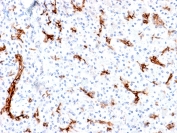 IHC staining of FFPE human pancreas with Gastric Mucin/MUC6 antibody (clone MUC6/1553R). Required HIER: boil tissue sections in pH 9 10mM Tris with 1mM EDTA for 10-20 min followed by cooling at RT for 20 min.