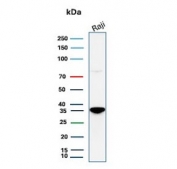 Western blot testing of human Raji cell lysate with recombinant CD20 antibody. Predicted molecular weight ~33 kDa.
