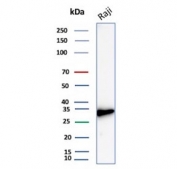 Western blot testing of human Raji cell lysate with recombinant CD20 antibody. Predicted molecular weight ~33 kDa.