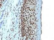 Histone H1 Antibody for IHC. Immunohistochemistry analysis of nuclear architecture-associated histone H1 expression in FFPE human tonsil tissue using Histone H1 Antibody. Nuclear HRP-DAB brown staining is observed in lymphoid cells, consistent with localization of linker histone H1 within chromatin domains and its role in chromatin compartmentalization and nuclear organization. Clone r1415-1 antibody demonstrates strong nuclear compartmentalization with minimal cytoplasmic staining, reflecting chromatin-associated distribution across organized nuclear domains.