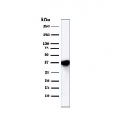 Western blot testing of human A549 cell lysate with Annexin A1 antibody. Predicted molecular weight ~38 kDa.