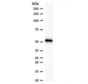 p53 Antibody Clone CTA53-2R / TP53 Tumor Suppressor Antibody. Western blot analysis of human HeLa cell lysate shows a band at approximately 53 kDa, consistent with the predicted molecular weight of Tumor protein p53 / TP53. This result demonstrates detection of endogenous p53 protein in HeLa cells by western blot.