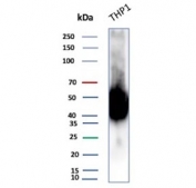 Western blot testing of human ThP-1 cell lysate with CD14 antibody (clone LPSR/2385). Predicted molecular weight: 40-55 kDa depending on glycosylation level.