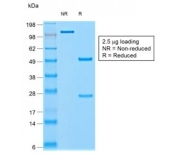 SDS-PAGE analysis of purified, BSA-free recombinant Chromogranin A antibody (clone rCHGA/798) as confirmation of integrity and purity.