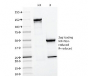 SDS-PAGE analysis of purified, BSA-free CD22 Antibody for IF / CD22 Immunofluorescence Antibody (clone BLCAM/1796) as confirmation of integrity and purity.