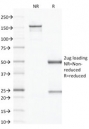 SDS-PAGE analysis of purified, BSA-free CD79b antibody (clone IGB/1843) as confirmation of integrity and purity.