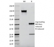 SDS-PAGE analysis of purified, BSA-free AIF1 antibody (clone AIF1/2493) as confirmation of integrity and purity.