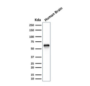 XAB1 Antibody Human Brain WB. Western blot analysis of human brain tissue lysate using XAB1 antibody. The mouse monoclonal antibody clone GPN1/2350 detects a distinct band at approximately 55 kDa, consistent with the predicted molecular weight of GPN-loop GTPase 1 / GPN1. This banding pattern supports detection of endogenous XAB1 protein in neural tissue, aligning with its role in RNA polymerase II assembly and transcriptional regulation in the brain.