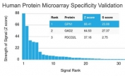 XAB1 Antibody Microarray Specificity Validation. Analysis of HuProt(TM) microarray containing more than 19,000 full-length human proteins using XAB1 antibody (clone GPN1/2350). These results demonstrate the foremost specificity of the GPN1/2350 mAb.<BR>Z- and S- score: The Z-score represents the strength of a signal that an antibody (in combination with a fluorescently-tagged anti-IgG secondary Ab) produces when binding to a particular protein on the HuProt(TM) array. Z-scores are described in units of standard deviations (SD's) above the mean value of all signals generated on that array. If the targets on the HuProt(TM) are arranged in descending order of the Z-score, the S-score is the difference (also in units of SD's) between the Z-scores. The S-score therefore represents the relative target specificity of an Ab to its intended target.