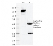 SDS-PAGE analysis of purified, BSA-free IBA1 antibody clone AIF1/1909 as confirmation of integrity and purity.