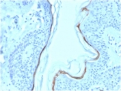 Filaggrin Antibody Biotin Conjugate Skin IHC. Immunohistochemistry testing of FFPE human skin with biotinylated Filaggrin antibody (clone FLG/1563). Required HIER: boil tissue sections in pH 9 10mM Tris with 1mM EDTA for 10-20 min.