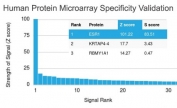 Human protein microarray specificity validation of ER alpha antibody HuProt array validated clone ESR1/1935. Analysis of HuProt(TM) microarray containing more than 19,000 full-length human proteins was performed using ER alpha antibody clone ESR1/1935. The antibody demonstrates strongest binding to ESR1 with a Z-score of 101.22 and an S-score of 83.51, indicating clear separation from other proteins on the array. These data support the high specificity of clone ESR1/1935 for Estrogen Receptor alpha.<BR>Z- and S-score explanation: The Z-score represents the strength of signal generated when the antibody, in combination with a fluorescently tagged anti-IgG secondary antibody, binds to a specific protein on the HuProt(TM) array. Z-scores are expressed in standard deviations above the mean signal across all proteins tested. Proteins are ranked in descending order based on Z-score. The S-score represents the difference between sequential Z-scores and reflects the relative specificity of the antibody for its intended target compared to potential off-target interactions.