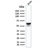GAD67 Antibody Brain WB. Western blot analysis of human brain lysate using GAD67 Antibody detects a strong band at approximately 67 kDa, consistent with the expected molecular weight of Glutamate decarboxylase 67 / GAD1. This GABA synthesis enzyme antibody highlights abundant expression of inhibitory neurotransmitter-associated signaling machinery within neural tissue and supports characterization of GABAergic neuronal differentiation pathways.