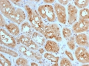 MTAP Antibody Human Kidney IHC. Immunohistochemistry analysis of FFPE human kidney tissue using MTAP Antibody (clone MTAP/1813) demonstrates HRP-DAB brown cytoplasmic staining in tubular epithelial cells, consistent with Methylthioadenosine phosphorylase (MTAP) expression as a metabolic enzyme involved in intracellular nucleotide and methionine salvage pathways, while glomerular structures show lower signal; nuclei are counterstained blue. HIER: steam sections in pH 6 citrate buffer for 20 min and allow to cool prior to staining.