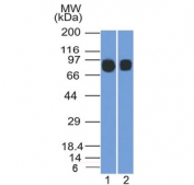 Western blot testing of human 1) Raji and 2) Ramos cell lysate with CD10/Neprilysin antibody (clone MME/1892). Routinely visualized at ~100 kDa. 