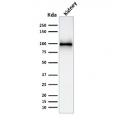 Western blot testing of human kidney lysate with CD10/Neprilysin antibody (clone MME/1892). Routinely visualized at ~100 kDa. 