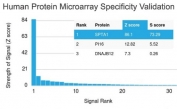 Analysis of HuProt(TM) microarray containing more than 19,000 full-length human proteins using SPTA1 antibody (clone SPTA1/1810). These results demonstrate the foremost specificity of the SPTA1/1810 mAb. Z- and S- score: The Z-score represents the strength of a signal that an antibody (in combination with a fluorescently-tagged anti-IgG secondary Ab) produces when binding to a particular protein on the HuProt(TM) array. Z-scores are described in units of standard deviations (SD's) above the mean value of all signals generated on that array. If the targets on the HuProt(TM) are arranged in descending order of the Z-score, the S-score is the difference (also in units of SD's) between the Z-scores. The S-score therefore represents the relative target specificity of an Ab to its intended target.