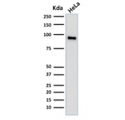 TLE1 Antibody Protein Microarray Validated Clone TLE1/2062 western blot analysis of Transducin-Like Enhancer Protein 1 / TLE1. Lane 1: human HeLa cell lysate. A band is detected at approximately 83 kDa, consistent with the predicted molecular weight of Transducin-Like Enhancer Protein 1 / TLE1. Clone TLE1/2062 is a Protein Microarray Validated antibody, indicating specificity was evaluated using large-scale protein microarray screening across extensive protein panels to assess selective recognition of the intended target protein. The detected band corresponds to endogenous TLE1 protein expressed in human HeLa cells, consistent with the nuclear transcriptional corepressor role of TLE1 within Groucho family transcriptional repression complexes.