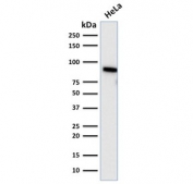 TLE1 Antibody Microarray Specificity Validated Clone TLE1/2085 western blot analysis of Transducin-Like Enhancer Protein 1 / TLE1. Lane 1: human HeLa cell lysate. A band is detected at approximately 83 kDa, consistent with the predicted molecular weight of Transducin-Like Enhancer Protein 1 / TLE1. Clone TLE1/2085 is a Microarray Specificity Validated antibody, indicating antibody selectivity was evaluated using proteome-scale protein microarray screening to assess binding across thousands of individual proteins. The detected band corresponds to endogenous TLE1 protein expressed in human HeLa cells and is consistent with the nuclear transcriptional corepressor role of TLE1 within Groucho family transcriptional repression complexes.
